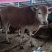 鲁西黄牛牛犊肉牛苗改良西门塔尔牛肉牛犊出售包邮到家
