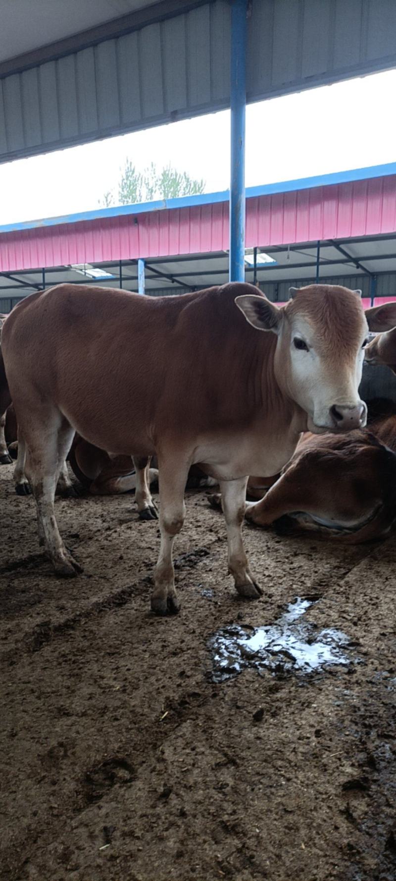 鲁西黄牛牛犊肉牛苗改良西门塔尔牛肉牛犊出售包邮到家