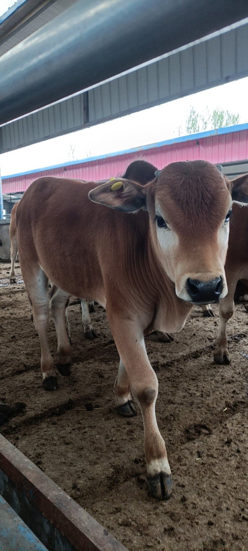 鲁西黄牛牛犊肉牛苗改良西门塔尔牛肉牛犊出售包邮到家