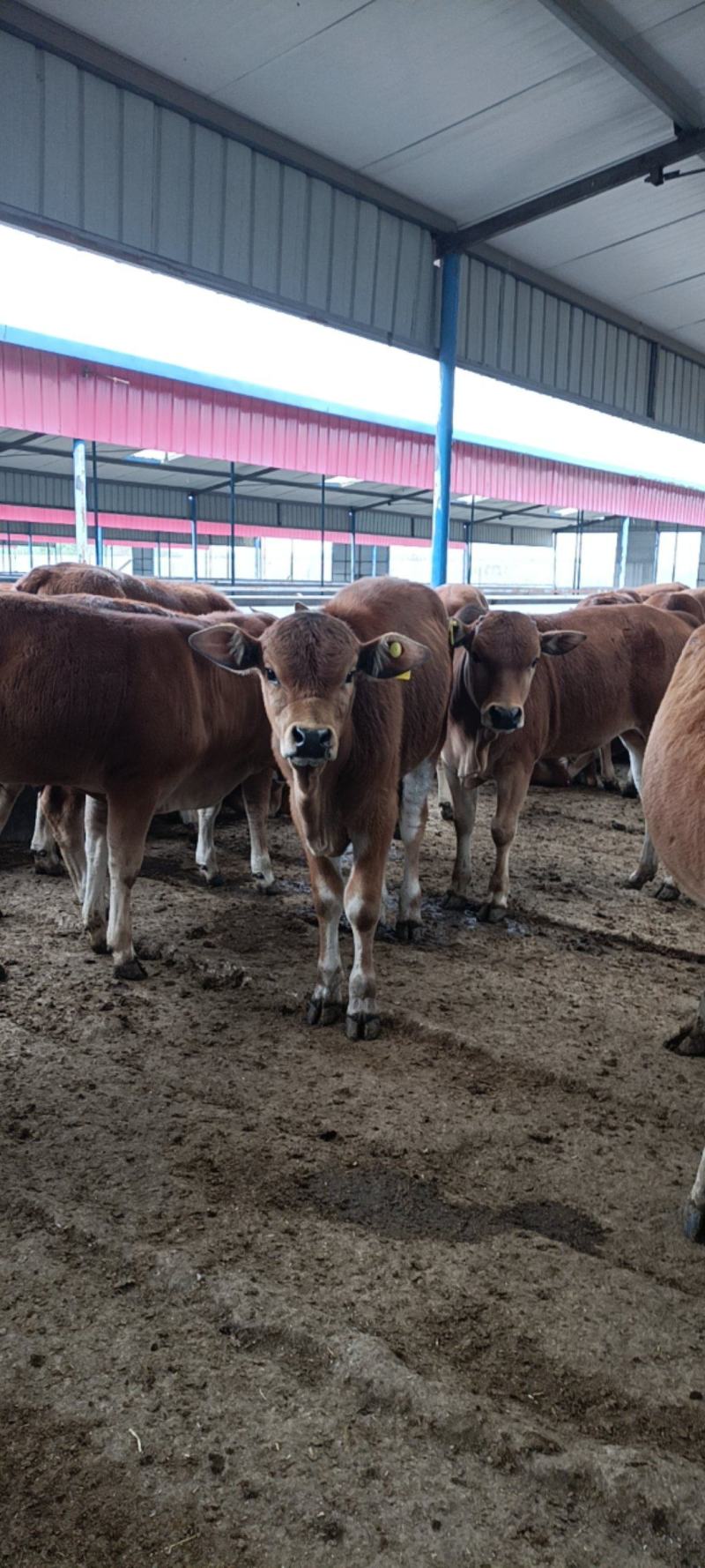 鲁西黄牛牛犊肉牛苗改良西门塔尔牛肉牛犊出售包邮到家