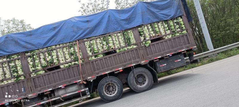 【批发】四川黄心大白菜精品货大量上市陆地456个头货源充足