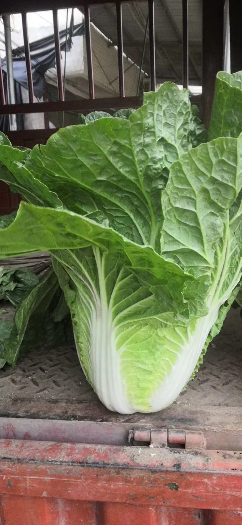 【热卖】黄心大白菜，量大价更优，欢迎各位老板进店咨询选购