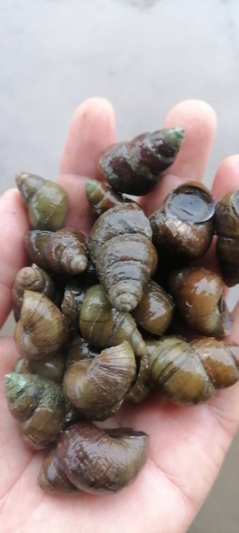 优质鲜活薄壳大螺蛳