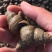 优质鲜活薄壳大螺蛳