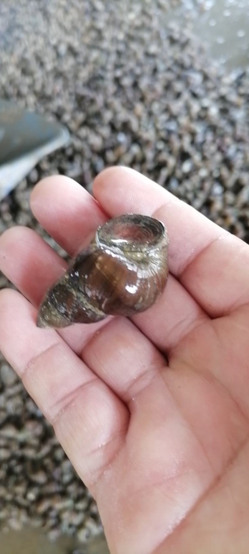 优质鲜活薄壳大螺蛳