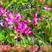 紫云英种子，红花草种子绿肥牧草种子批发，蜂蜜蜜源草籽。