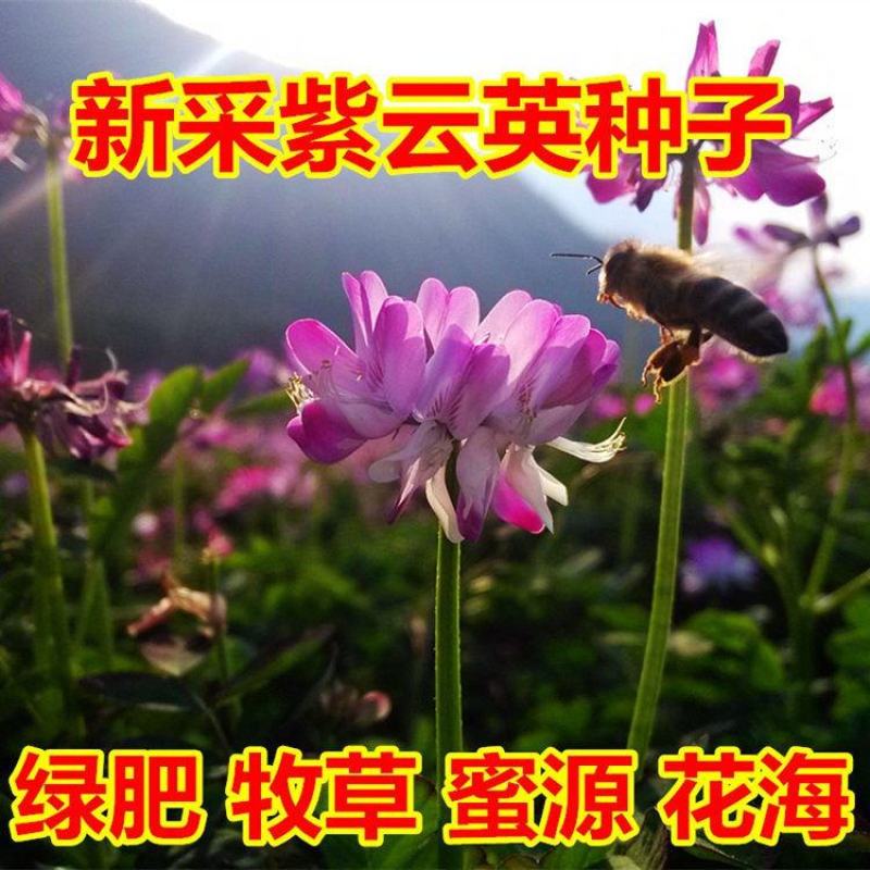 紫云英种子，红花草种子绿肥牧草种子批发，蜂蜜蜜源草籽。