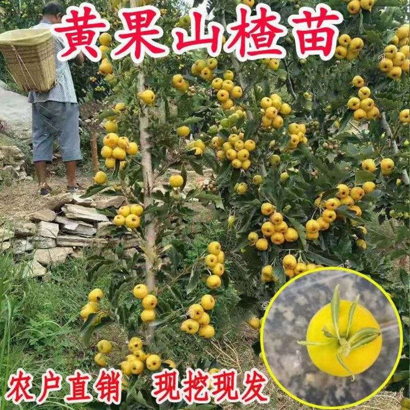 新品种黄山楂苗黄金豆甜山楂树苗嫁接黄如意山楂苗阿尔泰山楂