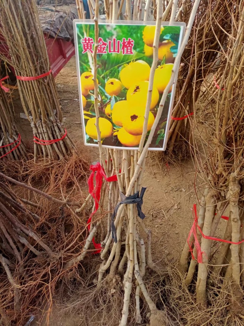 新品种黄山楂苗黄金豆甜山楂树苗嫁接黄如意山楂苗阿尔泰山楂