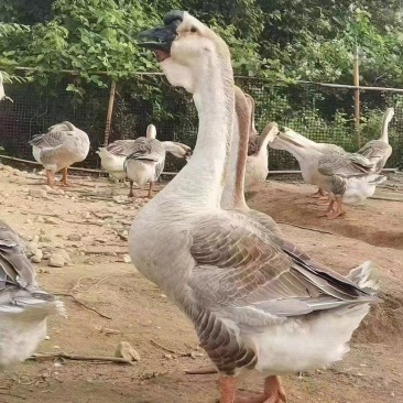 鹅苗