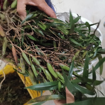 广东双叶大果石仙桃石橄榄批发新鲜量大优惠