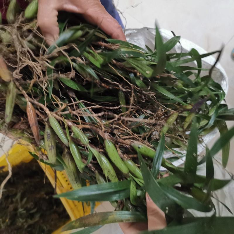 广东双叶大果石仙桃石橄榄批发新鲜量大优惠