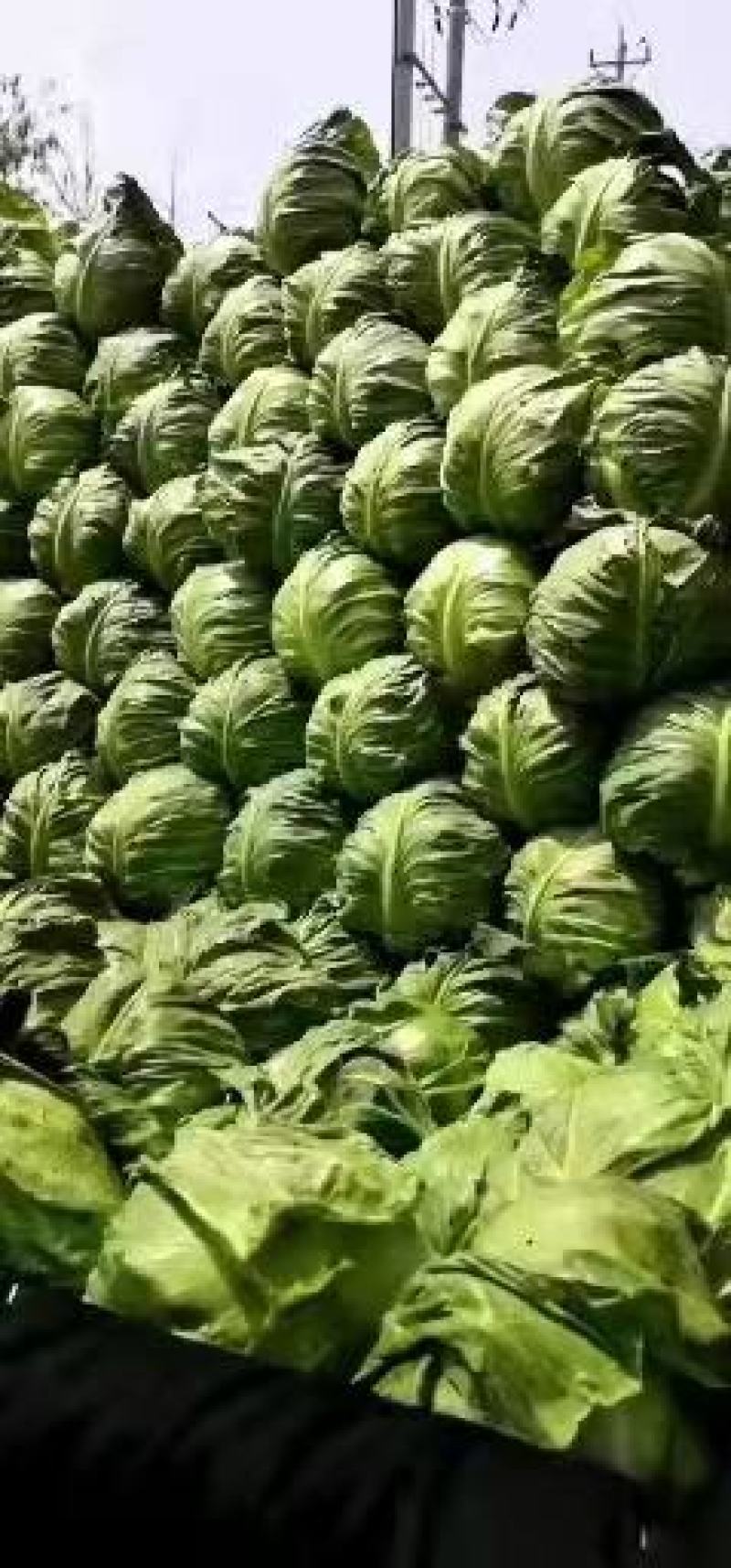 山东甘蓝，长期供应，诚信经营，质量保证，视频看货欢迎致电