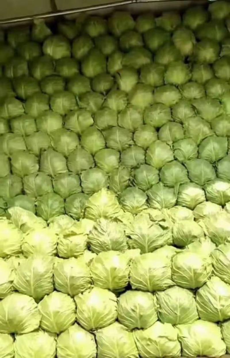 山东甘蓝，长期供应，诚信经营，质量保证，视频看货欢迎致电