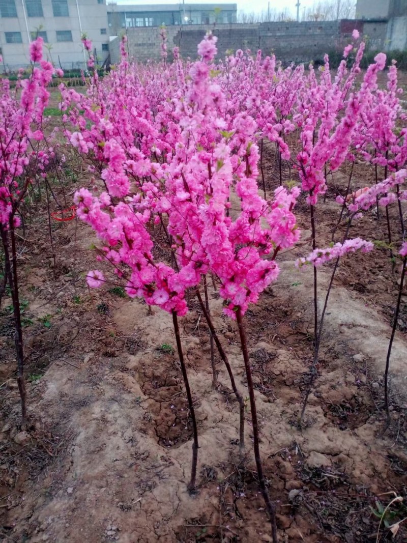 榆叶梅树苗大花榆叶梅梅花树苗榆叶梅小榆叶梅盆栽小花