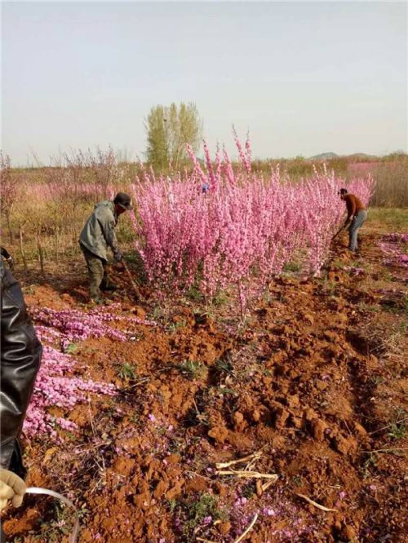 榆叶梅树苗大花榆叶梅梅花树苗榆叶梅小榆叶梅盆栽小花