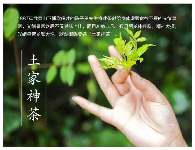 2022莓茶新品。基地直发，品质保证。养生茶。