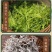 2022莓茶新品。基地直发，品质保证。养生茶。