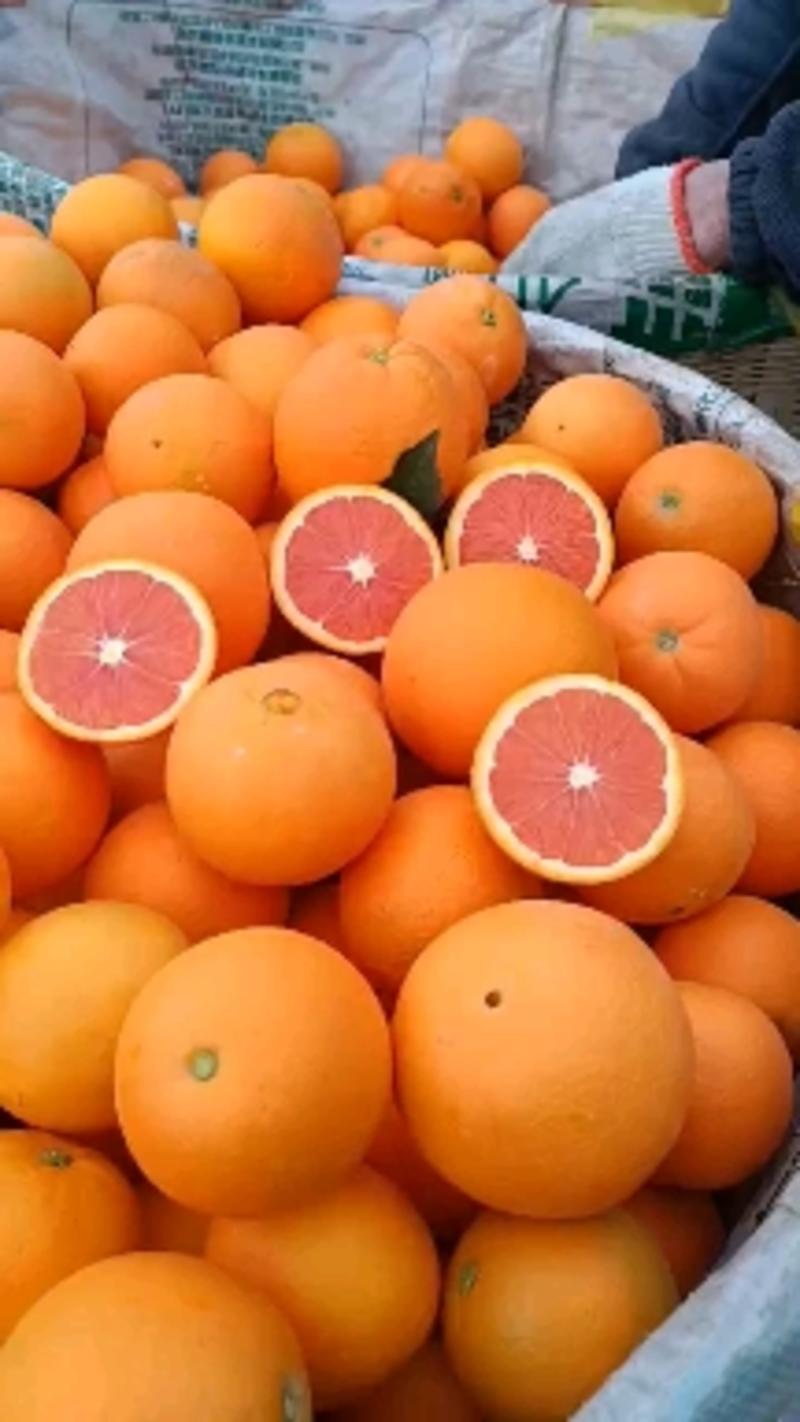 湖北秭归血橙中华红橙产地一早四季鲜果有售无中间商赚差价！