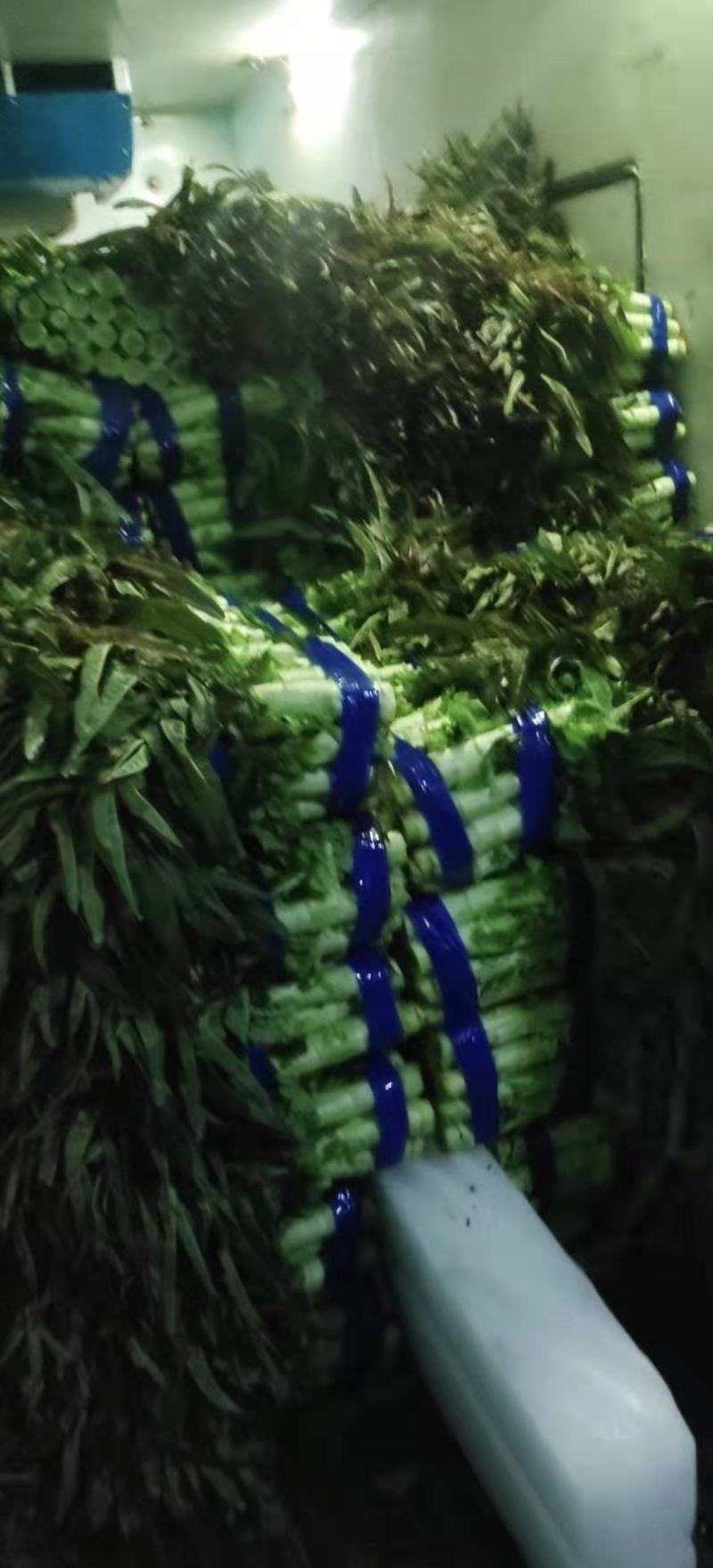 山东红尖叶莴笋，产地大量供应，质量保证量大价优，视频看货