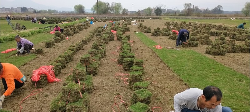 马尼拉草坪