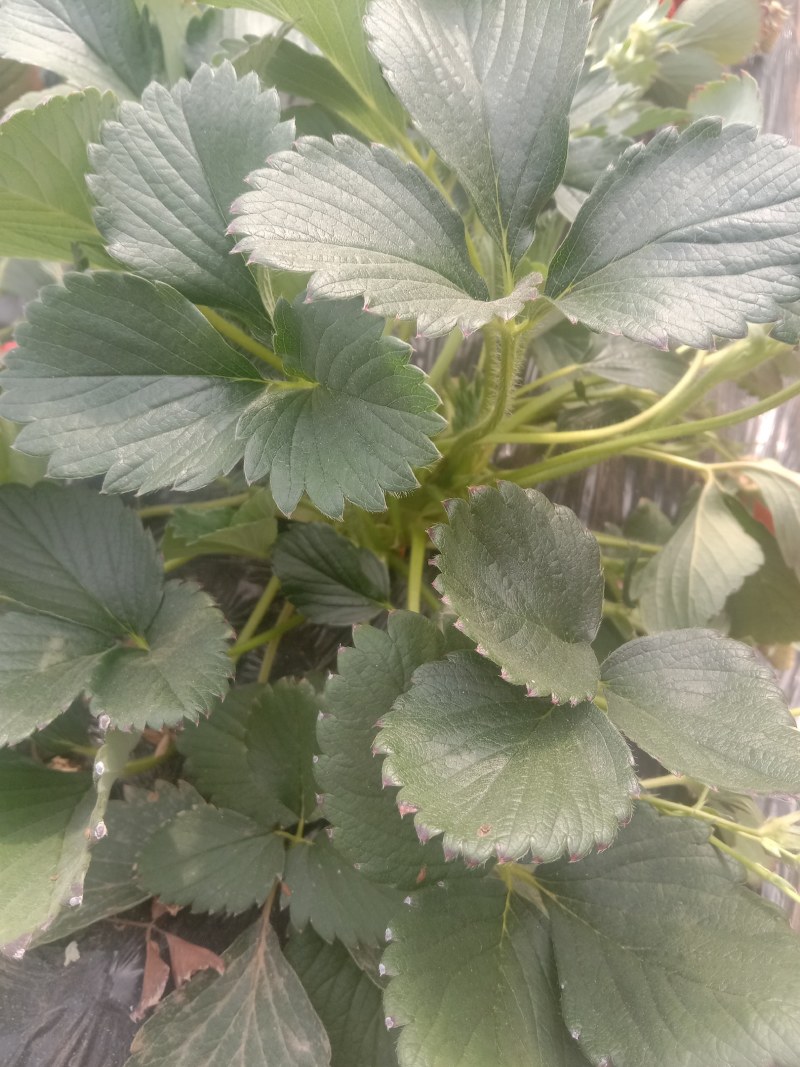 宁玉草莓，基地品种齐全，量大优惠