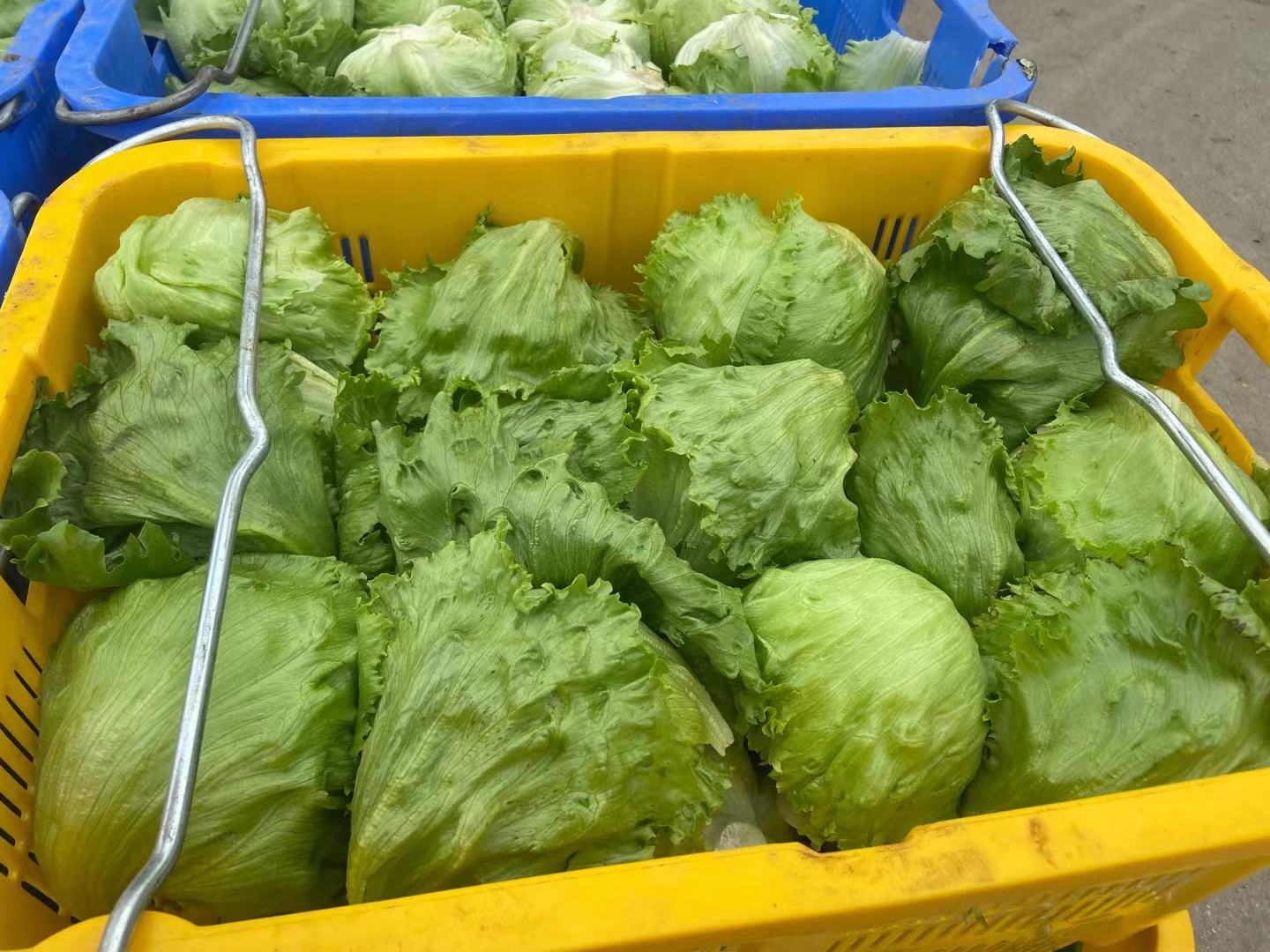 生菜营养成分特写图：新鲜翠绿的结球生菜叶片整齐铺陈在白色陶瓷盘中，旁边摆放电子厨房秤显示“100g”，背景虚化处可见营养标签卡片，标注“碳水2.2g｜糖0.9g｜膳食纤维1.3g”