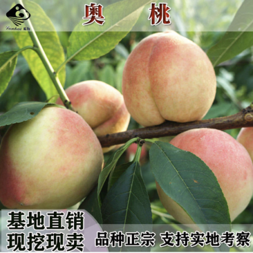 桃树苗正宗奥桃大果桃纯正嫁接桃树苗桃苗桃树苗盆栽地栽当年