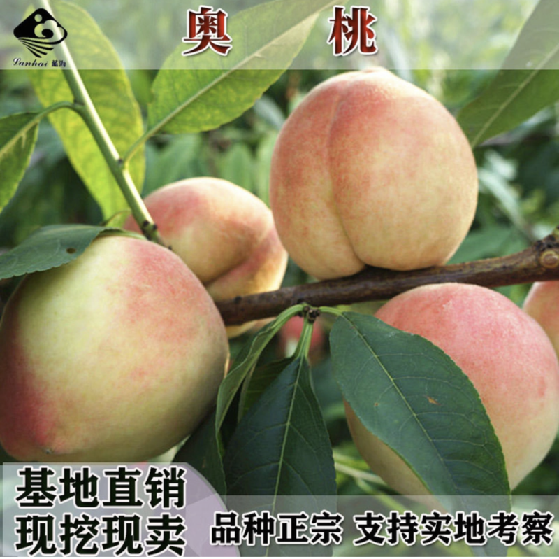 桃树苗正宗奥桃大果桃纯正嫁接桃树苗桃苗桃树苗盆栽地栽当年