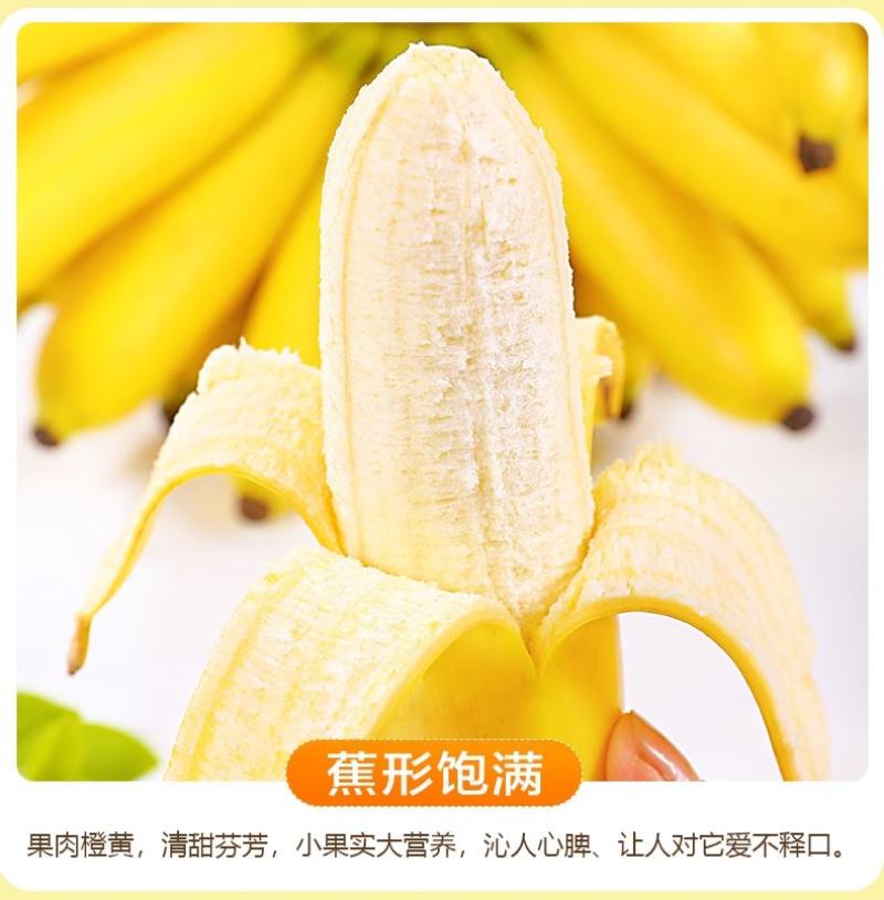 广西小米蕉软糯香甜应季新鲜水果香蕉批发薄皮