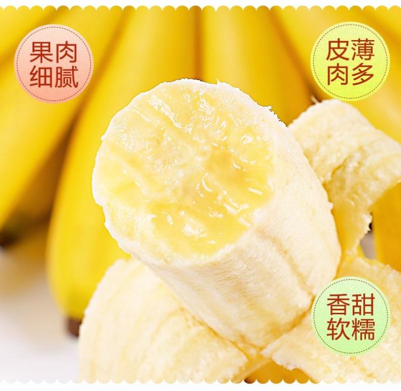 广西小米蕉软糯香甜应季新鲜水果香蕉批发薄皮
