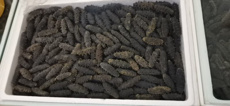 大连辽参，各种工艺，品种齐全，产地批发价格！品质保证！