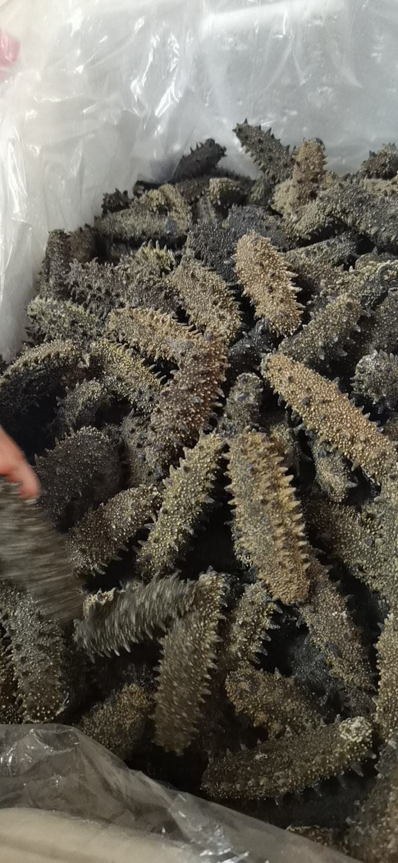 大连辽参，各种工艺，品种齐全，产地批发价格！品质保证！