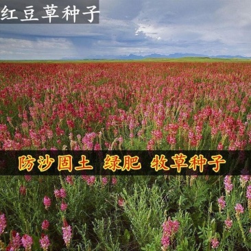 红豆草种子,驴食豆种子,青饲牧草林田果园绿肥种子蜜源植物