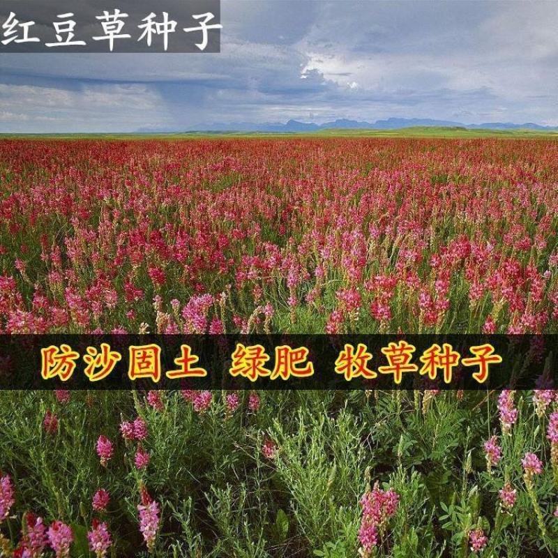 红豆草种子，驴食豆种子，青饲牧草林田果园绿肥种子蜜源植物
