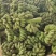 广西小米蕉软糯香甜应季新鲜水果香蕉批发薄皮