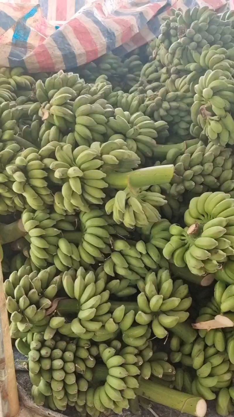 广西小米蕉软糯香甜应季新鲜水果香蕉批发薄皮