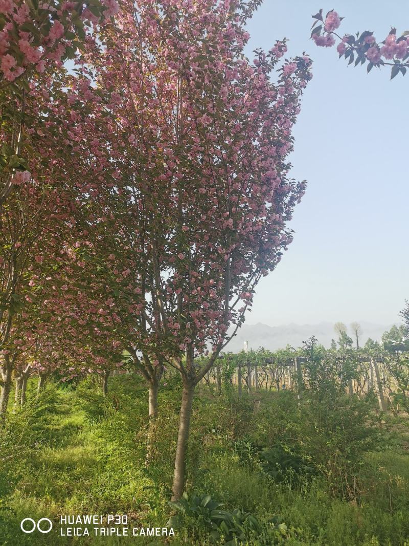 樱花