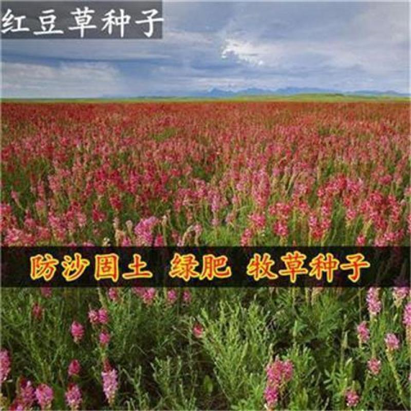 红豆草种子，驴食豆种子，青饲牧草林田果园绿肥种子蜜源植物