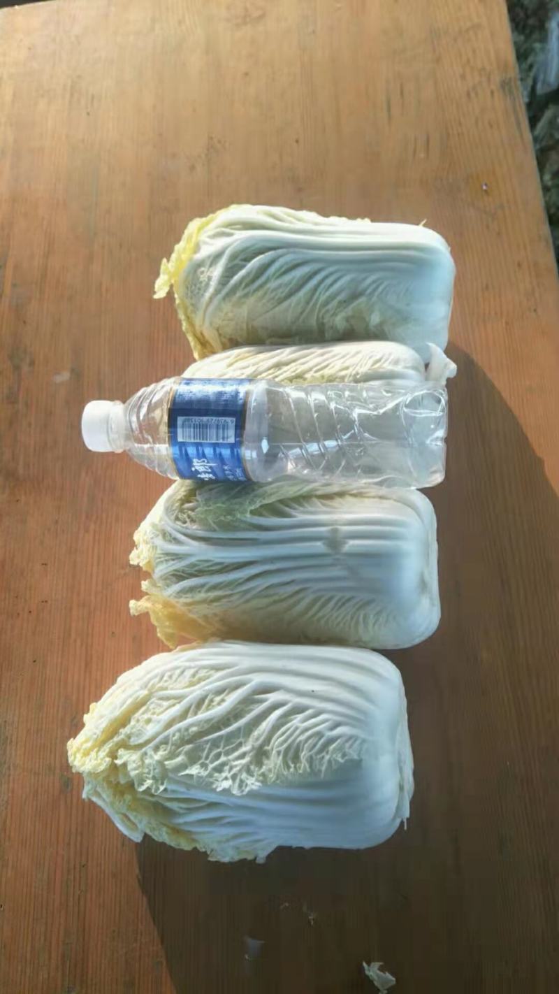 山东黄心白菜，产地大量供应。诚信经营，品质优选，视频看货