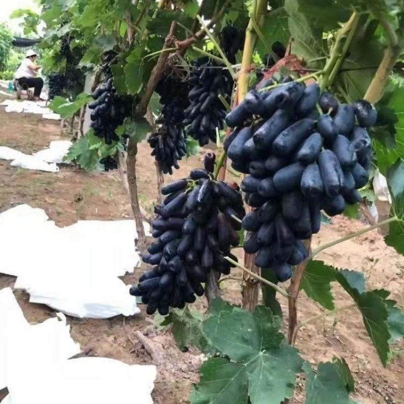 葡萄树苗特大爬藤阳光玫瑰葡萄苗南北方种植巨峰盆栽庭院果树