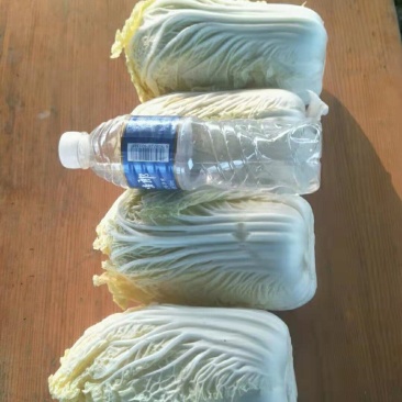 山东黄心白菜，产地大量供应。诚信经营，品质优选，视频看货