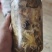 天麻猪苓蜜环菌萌发菌种花粉蒴果菌种新鲜天麻种子产地直销包