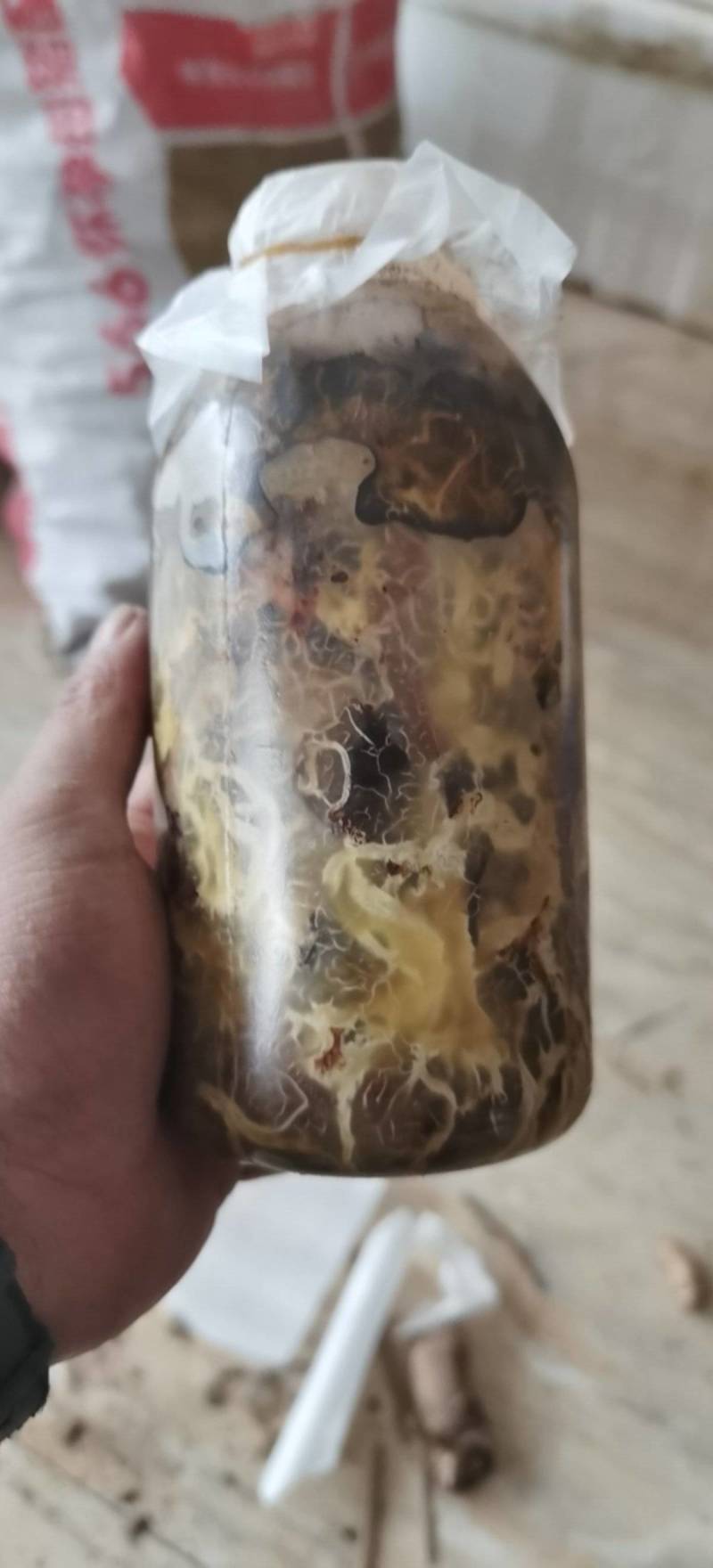 天麻猪苓蜜环菌萌发菌种花粉蒴果菌种新鲜天麻种子产地直销包