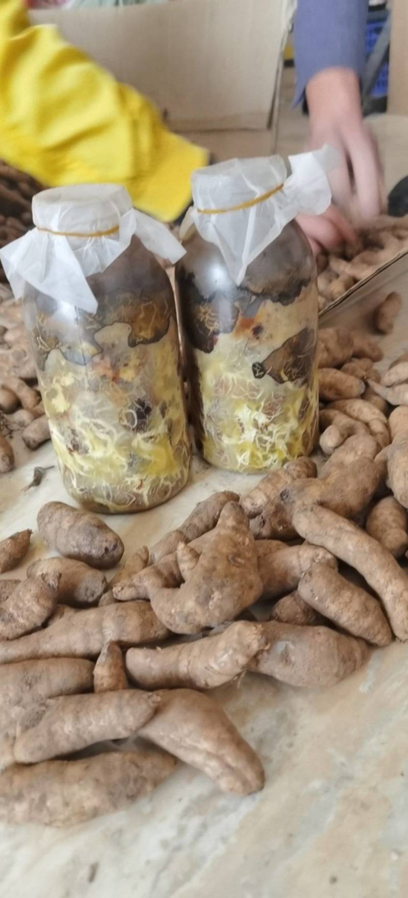 天麻猪苓蜜环菌萌发菌种花粉蒴果菌种新鲜天麻种子产地直销包