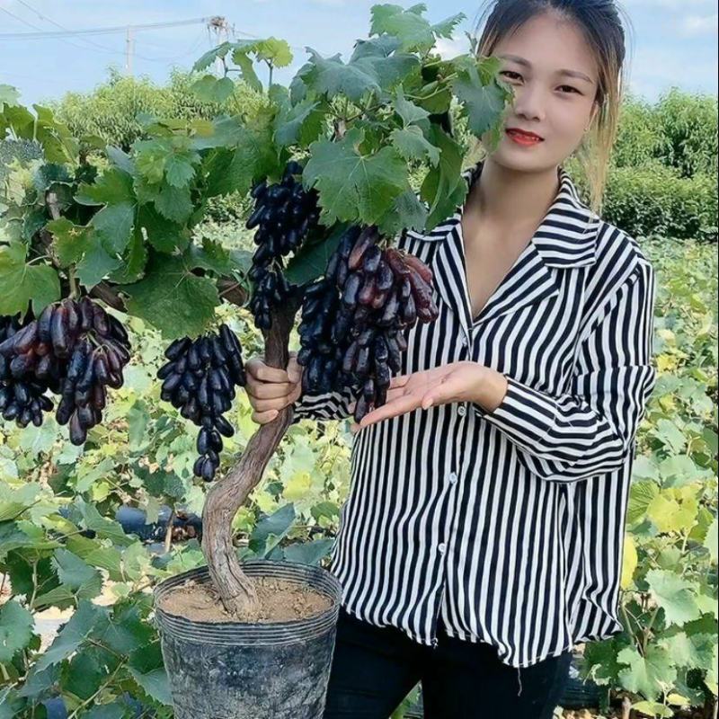 葡萄树苗特大爬藤阳光玫瑰葡萄苗南北方种植巨峰盆栽庭院果树