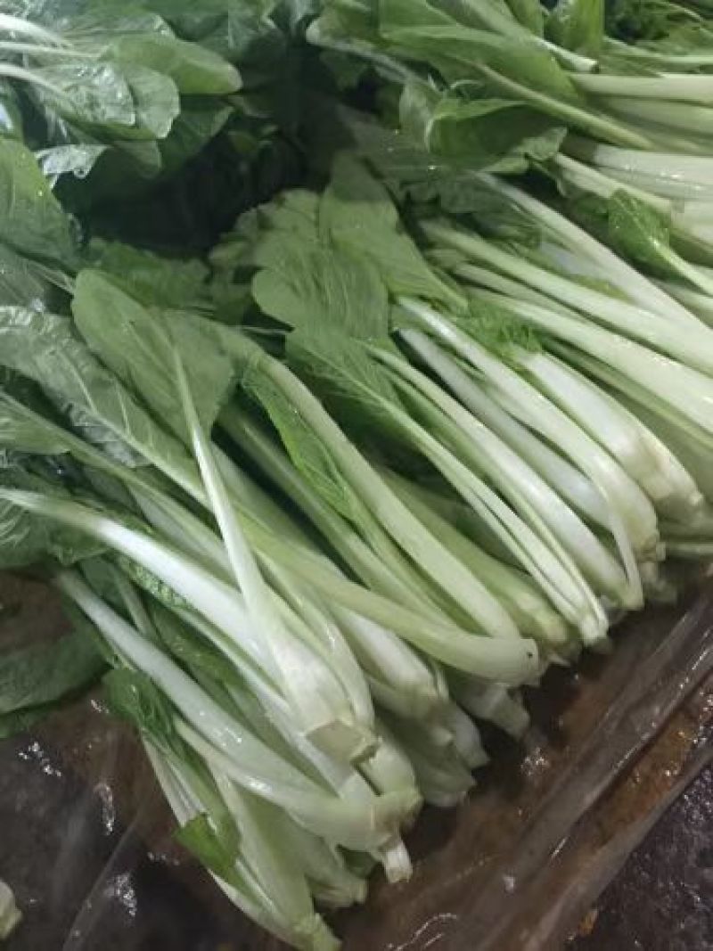 精品快菜小白菜，货源充足，品质保证，欢迎客商来选购