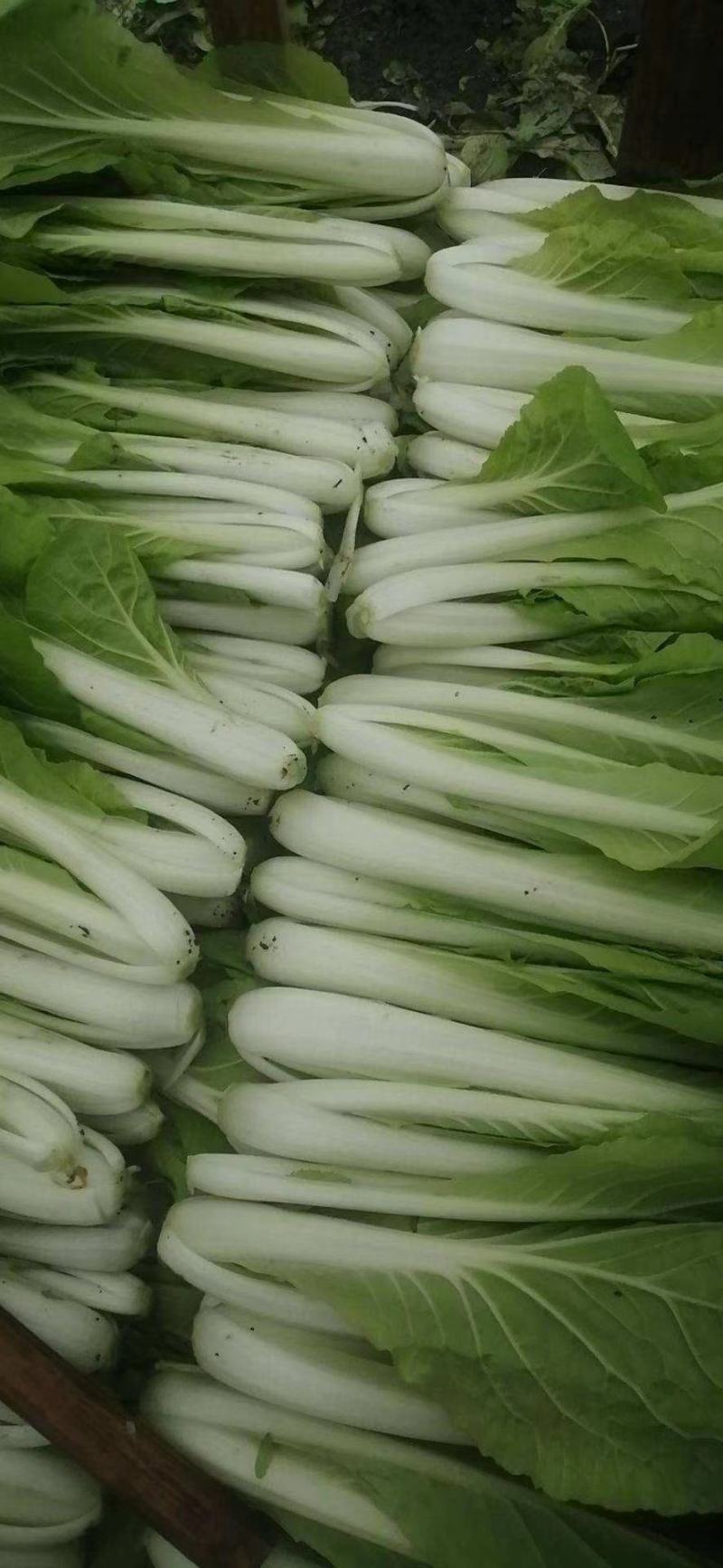精品快菜小白菜，货源充足，品质保证，欢迎客商来选购