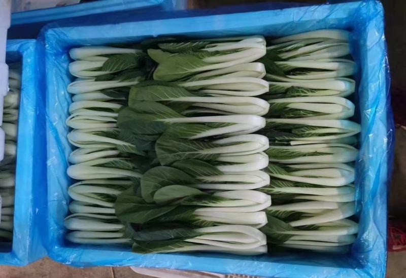 精品快菜小白菜，货源充足，品质保证，欢迎客商来选购