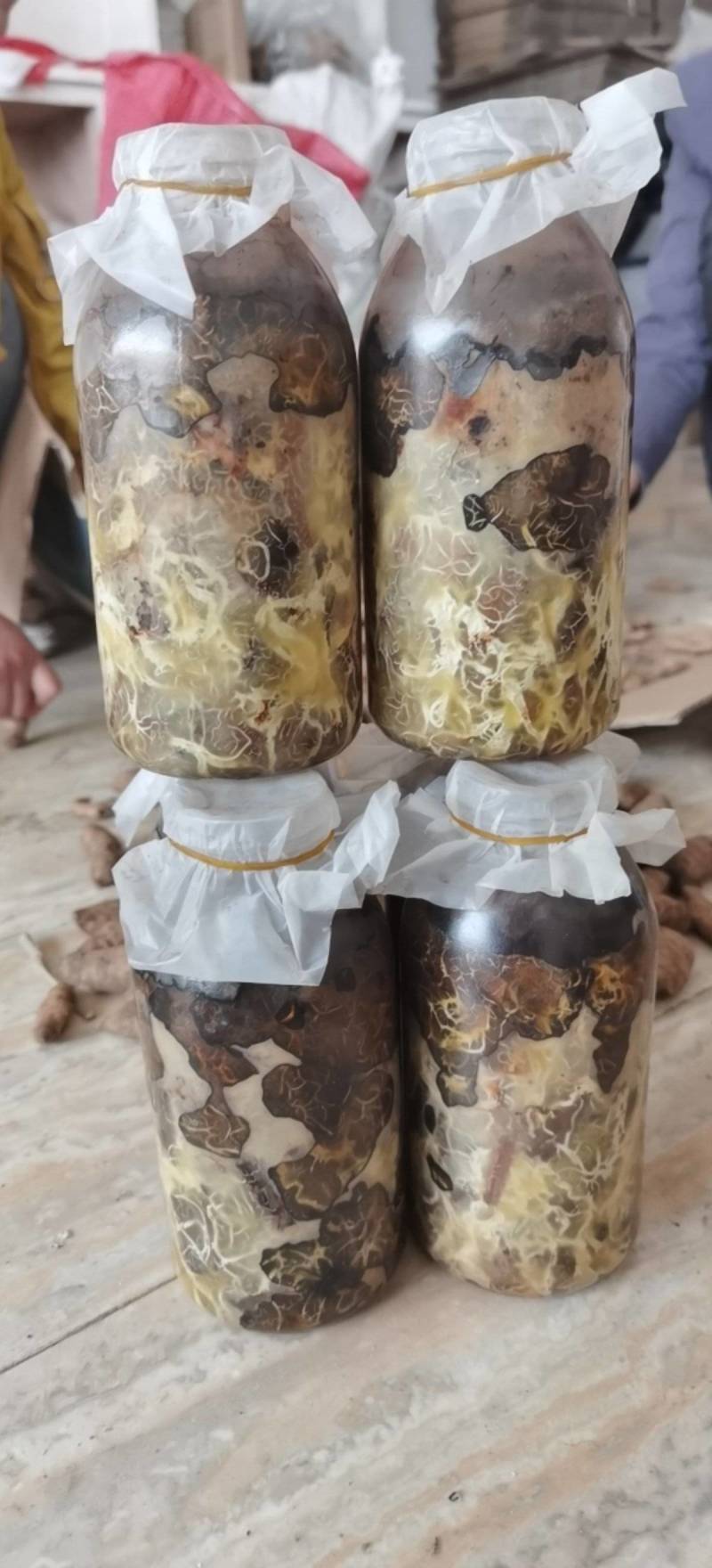 天麻猪苓蜜环菌萌发菌种花粉蒴果菌种新鲜天麻种子产地直销包